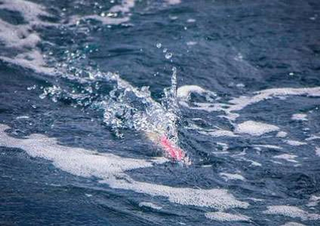 Fish DownSea 5in Party Hats Lures - Image 4